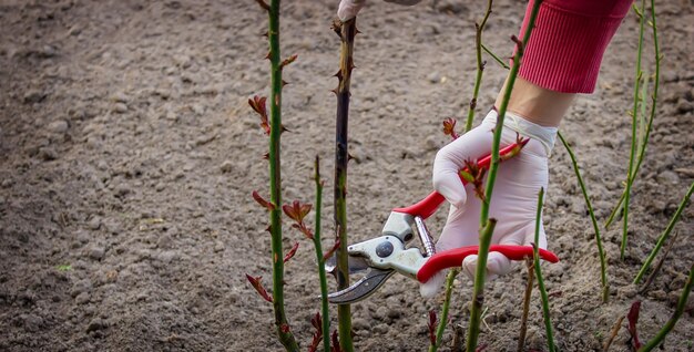 Nahaufnahme von Gärtnern in Schutzhandschuhen mit einer Gartenschere, die einen selektiven Fokus auf einen Rosenstrauch im Frühjahr beschneidet