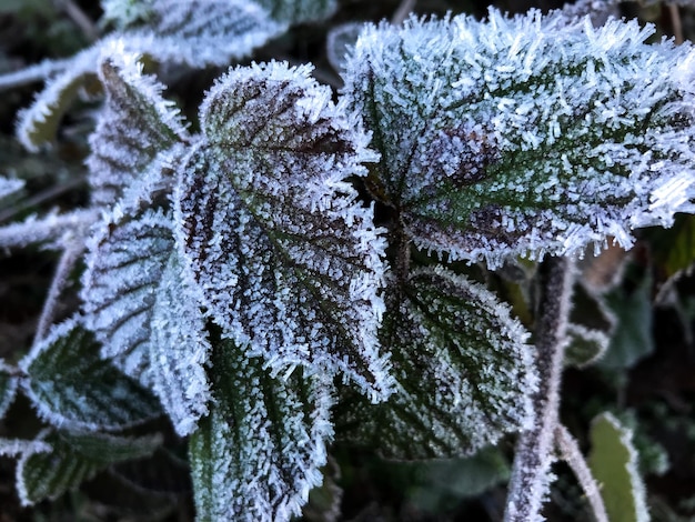Nahaufnahme von gefrorenen Blättern im Winter