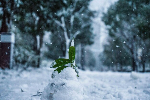 Nahaufnahme von gefrorenen Pflanzen im Winter