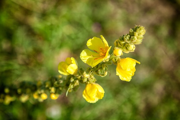 Nahaufnahme von gelbe kleine Blumen an einem warmen sonnigen Tag