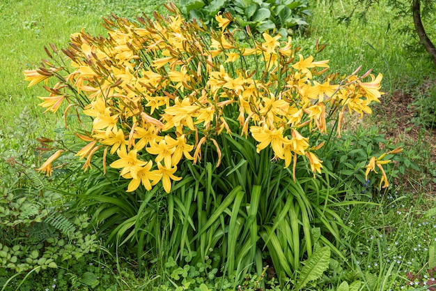 Nahaufnahme von Gelbe Lilie Blume. Hemerocallis wird auch Zitronenlilie, Gelbe Taglilie genannt