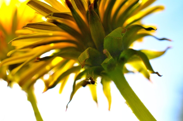 Foto nahaufnahme von gelben blüten