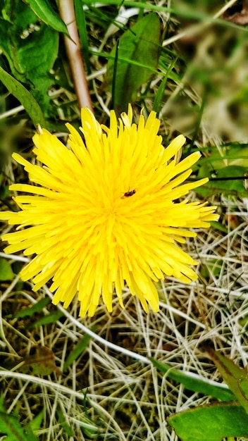 Nahaufnahme von gelben Blüten