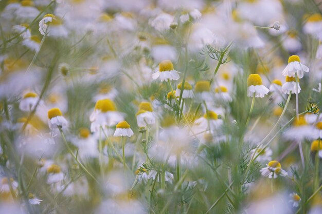 Nahaufnahme von gelben Blumen, die auf dem Feld blühen