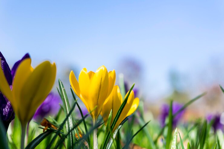 Foto nahaufnahme von gelben blumen, die im freien blühen