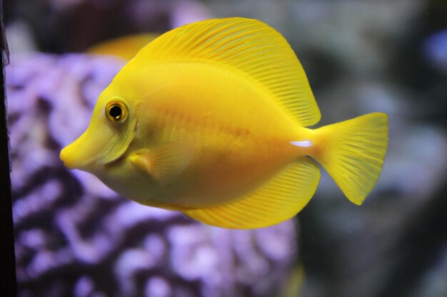 Nahaufnahme von gelben Fischen, die im Meer schwimmen