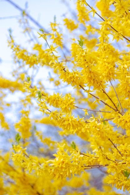 Nahaufnahme von gelben Ginsterblumen auf grauem, unscharfem Hintergrund