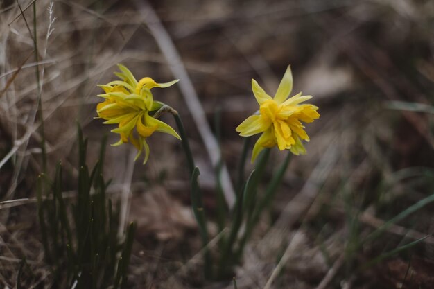 Nahaufnahme von gelben Narzissenblumen im Gartenfrühlings-Blumenhintergrund