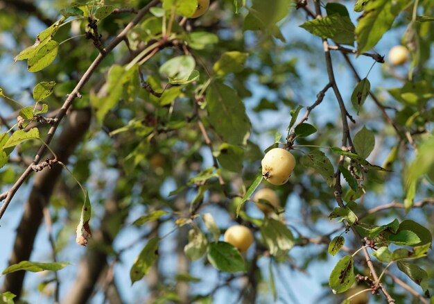 Nahaufnahme von gelben Äpfeln auf einem Baumzweig in einer natürlichen Umgebung Landwirtschaftskonzept gesunde Ernährung