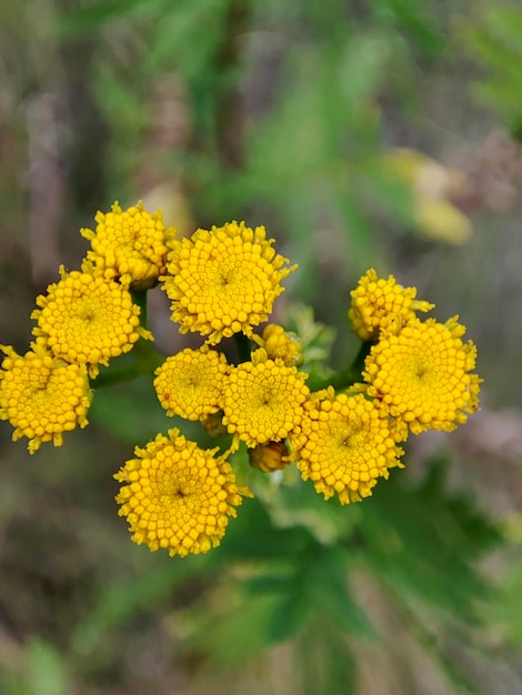 Foto nahaufnahme von gelben rainfarn-blumen in einem feld