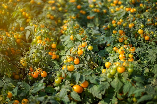 Nahaufnahme von gelben Tomaten Plantage