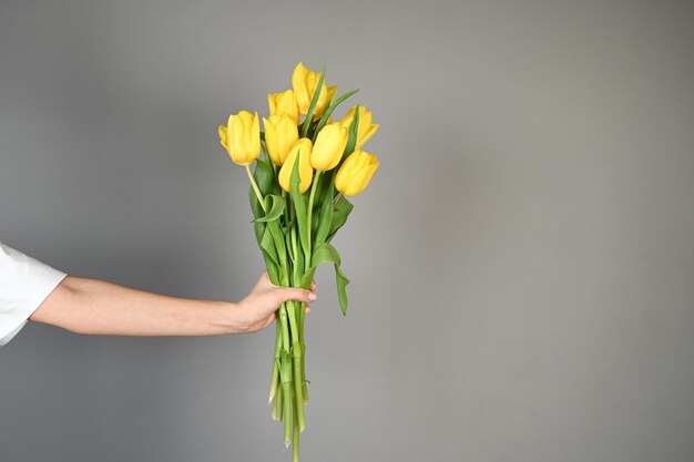 Nahaufnahme von gelben Tulpen in der Hand einer Frau gegen eine graue Wand Hochwertiges Foto