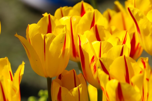 Nahaufnahme von gelben Tulpen in einem Feld von gelben Tulpen