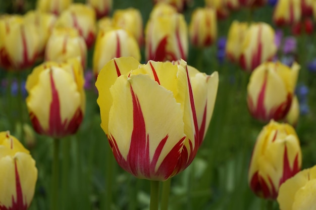 Foto nahaufnahme von gelben tulpen