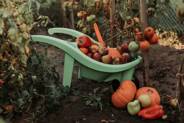 Nahaufnahme von Gemüse und Obst, das in der Gartenschubkarre liegt Ernte von Kürbissen Äpfeln Tomaten