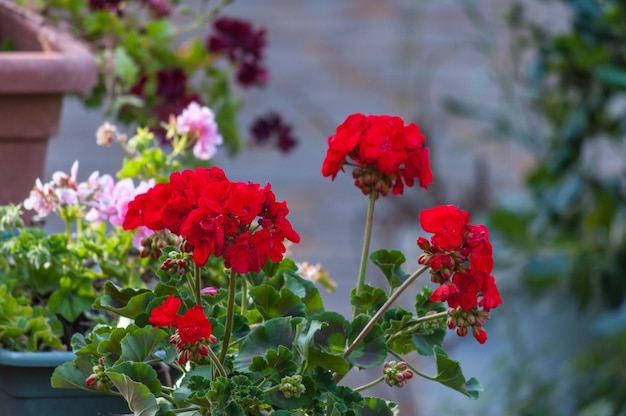 Nahaufnahme von Geranien in einem Garten