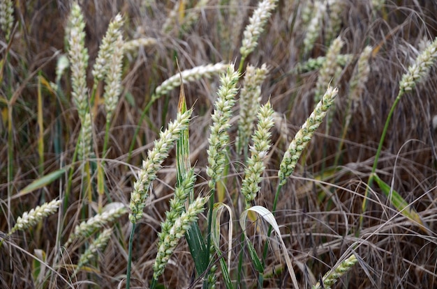 Foto nahaufnahme von getreidepflanzen, die auf dem feld wachsen