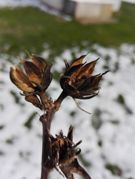 Nahaufnahme von getrockneten Blumen im Winter