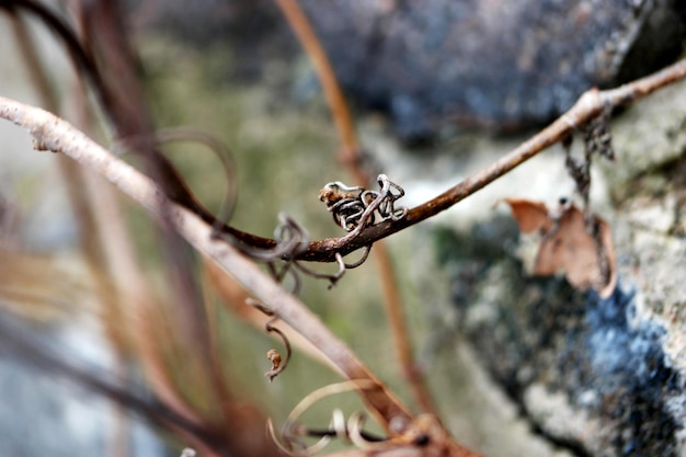 Foto nahaufnahme von getrockneten ringen