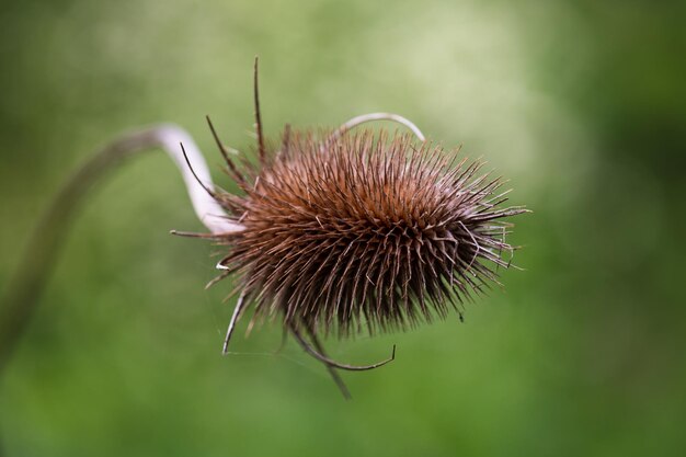 Foto nahaufnahme von getrockneter distel vor verschwommenem hintergrund