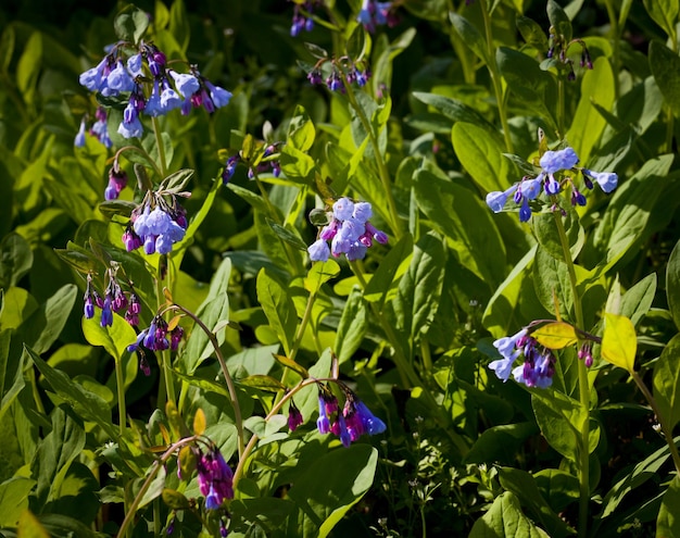 Nahaufnahme von Glockenblumen im April