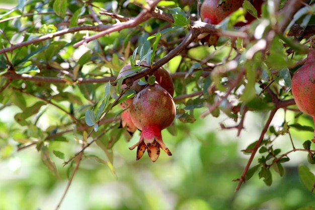Nahaufnahme von Granatapfelfrüchten, die an einem Baum hängen