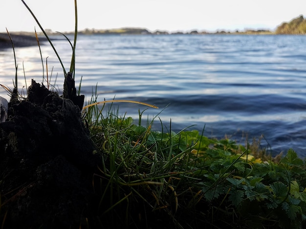 Foto nahaufnahme von gras am meer gegen den himmel