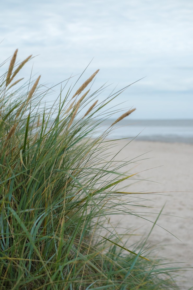 Foto nahaufnahme von gras am meer gegen strand und himmel
