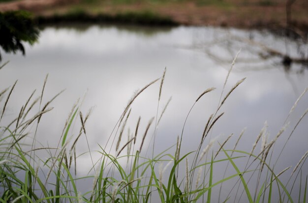 Nahaufnahme von Gras am See