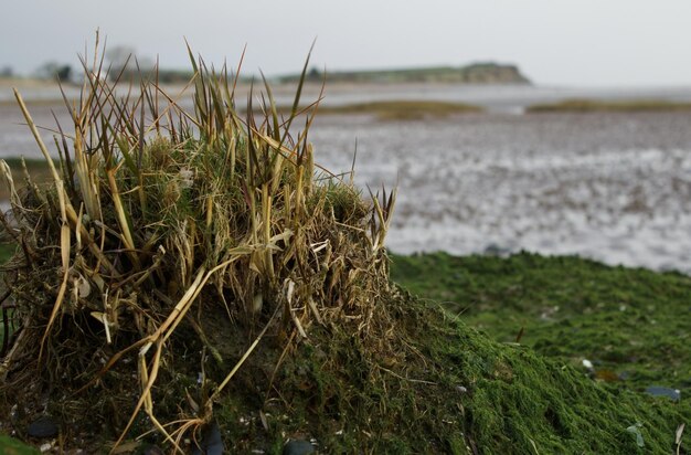 Foto nahaufnahme von gras am strand gegen den himmel