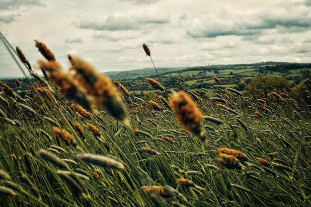 Foto nahaufnahme von gras auf dem feld gegen den himmel