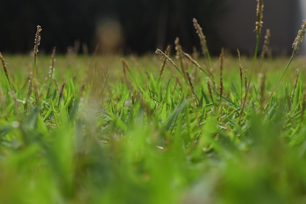 Foto nahaufnahme von gras auf dem feld