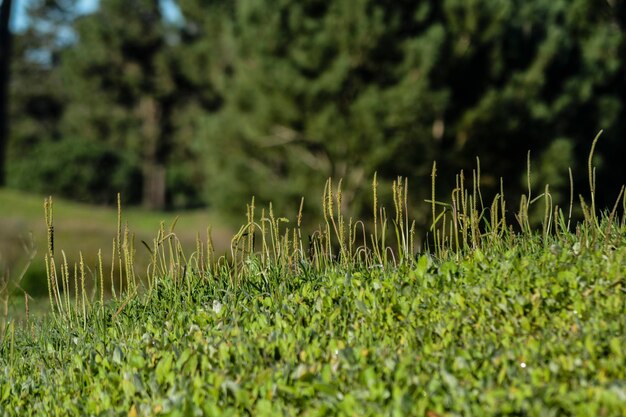 Foto nahaufnahme von gras auf dem feld