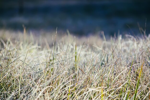 Foto nahaufnahme von gras auf dem feld