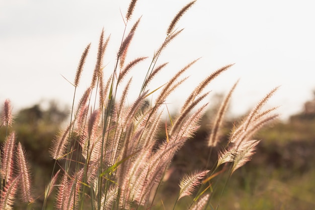 Nahaufnahme von Gras Blumen