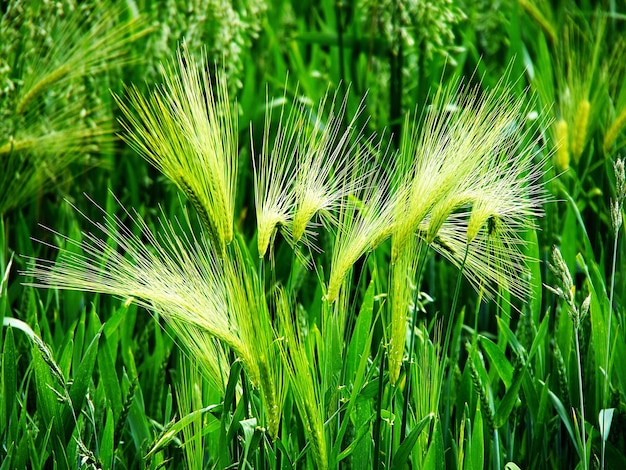 Nahaufnahme von Gras, das auf dem Feld wächst