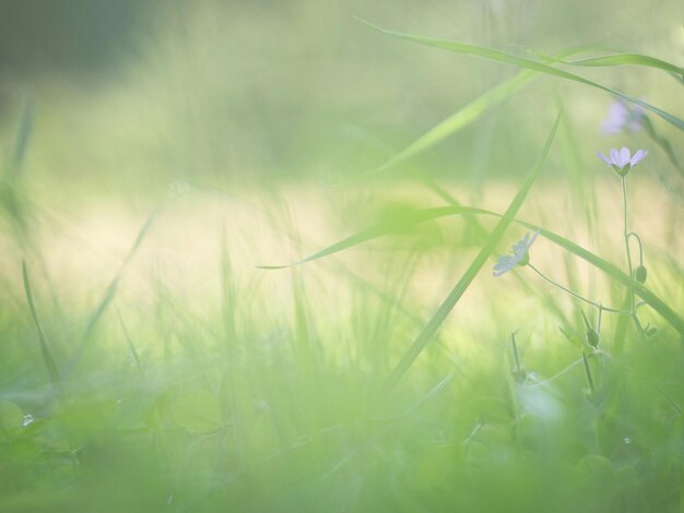 Foto nahaufnahme von gras, das auf dem feld wächst