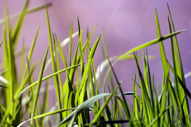 Foto nahaufnahme von gras, das auf dem feld wächst