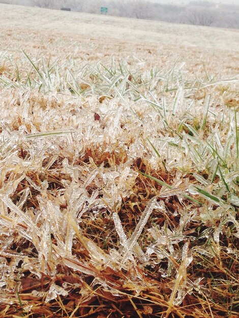 Foto nahaufnahme von gras, das auf dem feld wächst