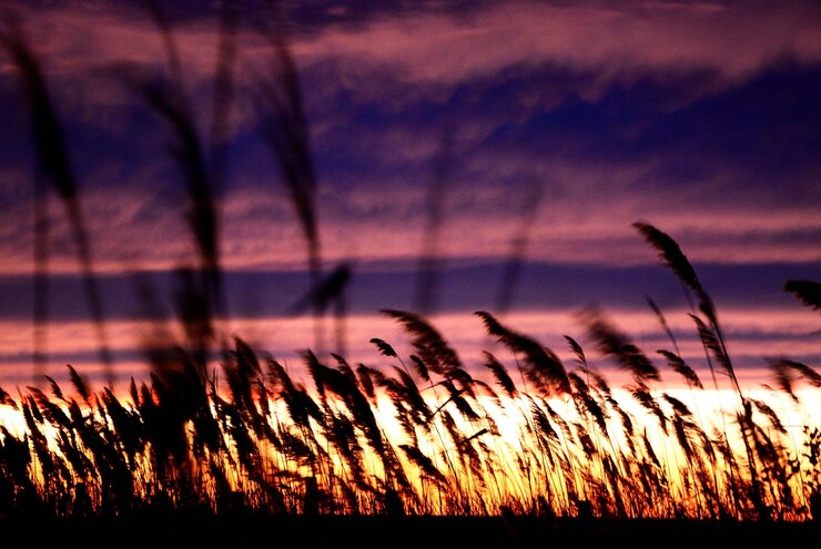 Foto nahaufnahme von gras gegen den dramatischen himmel bei sonnenuntergang