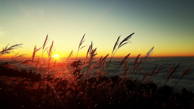 Foto nahaufnahme von gras gegen den himmel bei sonnenuntergang