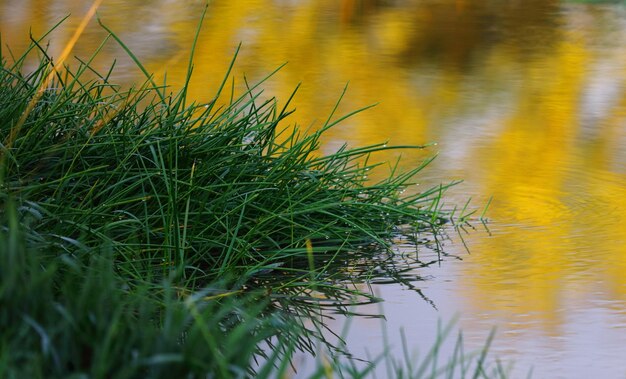 Nahaufnahme von Gras im Wasser