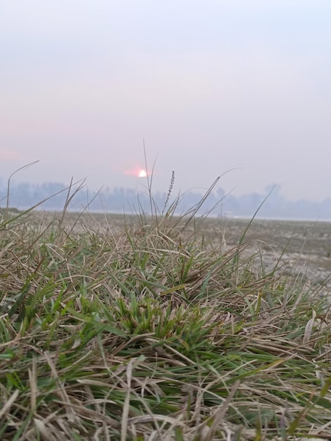 Nahaufnahme von Gras und verschwommenem Hintergrund