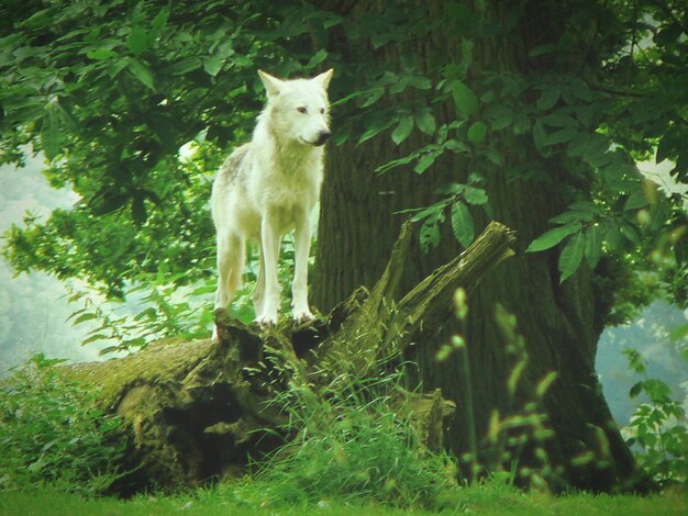 Foto nahaufnahme von gras