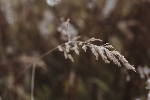 Nahaufnahme von Grashalmen Herbst Hintergrund