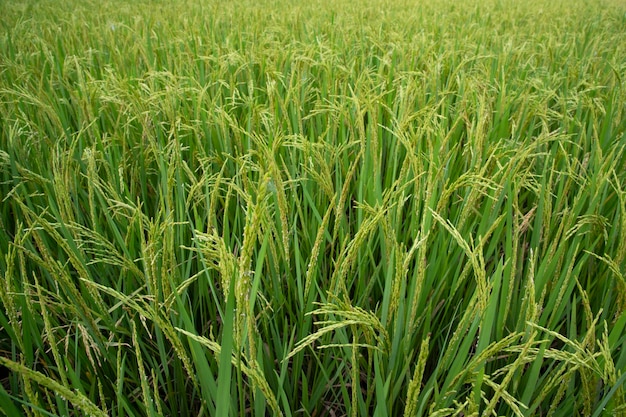 Nahaufnahme von Green Raw Paddy Spike im landwirtschaftlichen Bereich, landwirtschaftliches Industriekonzept, Hintergrund