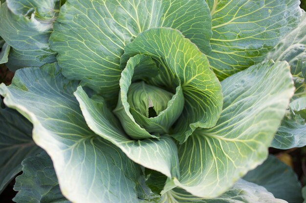 Nahaufnahme von großen Kohl im Garten