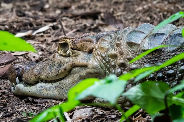 Nahaufnahme von großen Krokodilen im Zoo