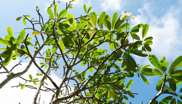 Nahaufnahme von grünem Blatt und Pflanzen in der Natur