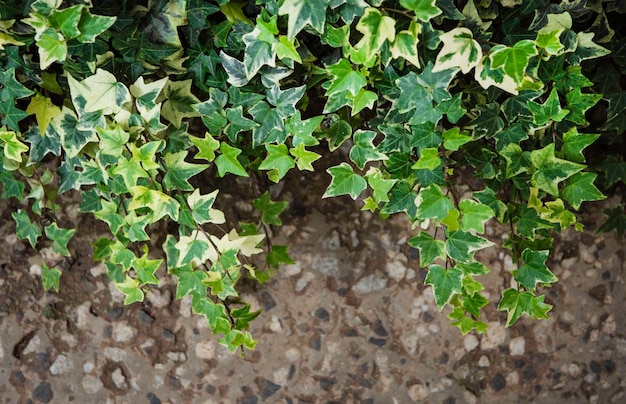 Nahaufnahme von grünem Blatt und Pflanzen in der Natur